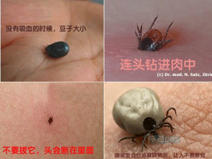衛(wèi)生部發(fā)布“蜱的特點及預防控制知識”