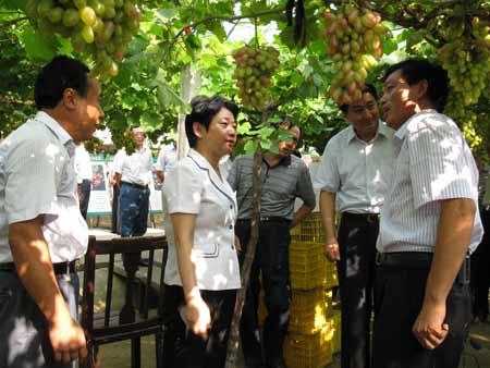 江蘇副省長黃莉新考察黃橋老區(qū)現(xiàn)代高效農(nóng)業(yè)