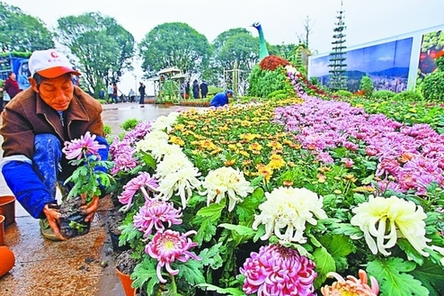 60萬盆菊花亮相北鴻恩寺森林公園