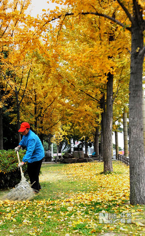 “金葉”扮古城