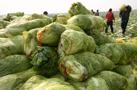 山西運城“政府價格調節基金基地”蔬菜豐收