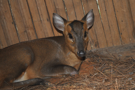 野生動物園1周收容3骨折動物