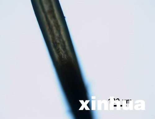 神農架首次公布不明動物毛發顯微照