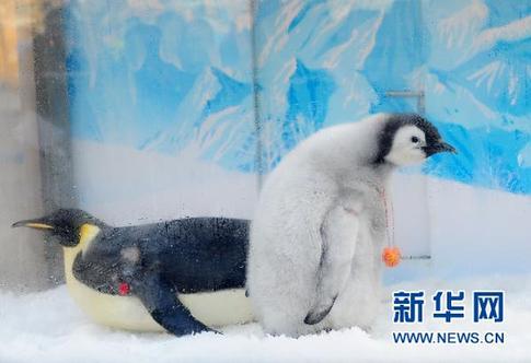 中國首次成功繁育的帝企鵝“寶寶”公開亮相