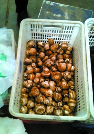 北京“漂白蘑菇”事件追蹤：小實驗為何引發大爭議