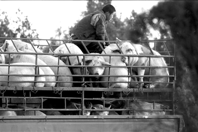 灌水只要兩分鐘 生豬注水何時休？