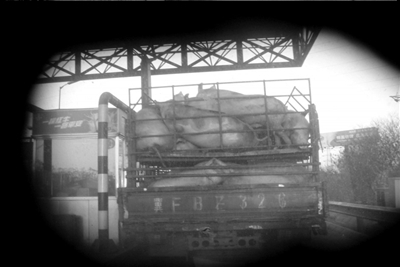 灌水只要兩分鐘 生豬注水何時休？