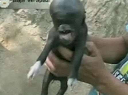 危地馬拉居民發現外星豬 官方稱系動物變異