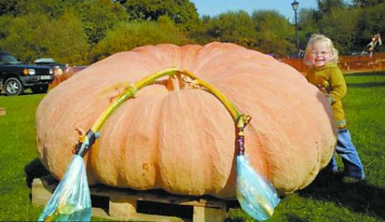 超乎尋常的巨型蔬菜