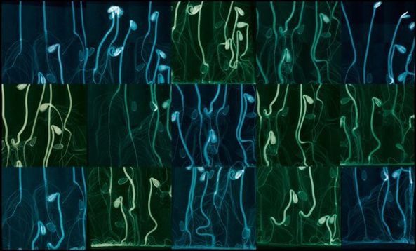 深入神秘的世界末日種子庫