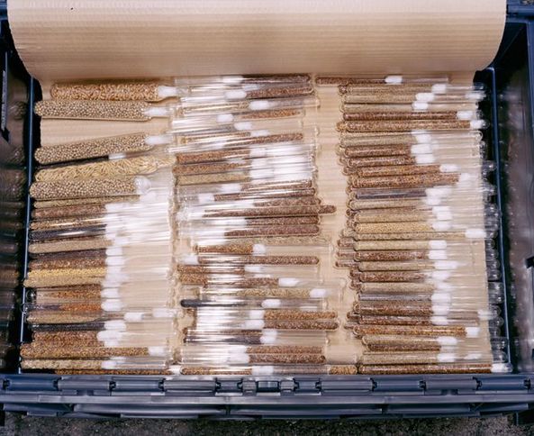 深入神秘的世界末日種子庫