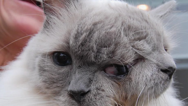 生命超頑強的美國