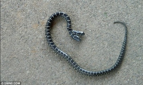 太神奇了！雙頭動物大盤點