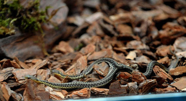 太神奇了！雙頭動物大盤點