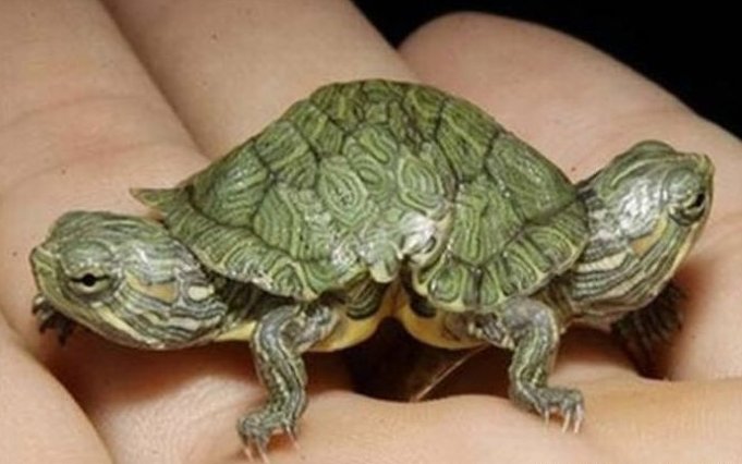 太神奇了！雙頭動物大盤點