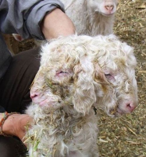 太神奇了！雙頭動物大盤點