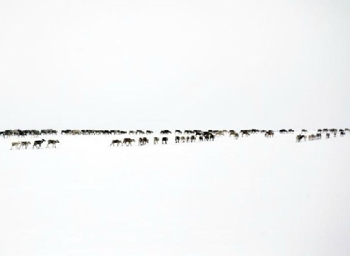 生活在北極圈的薩米族部落