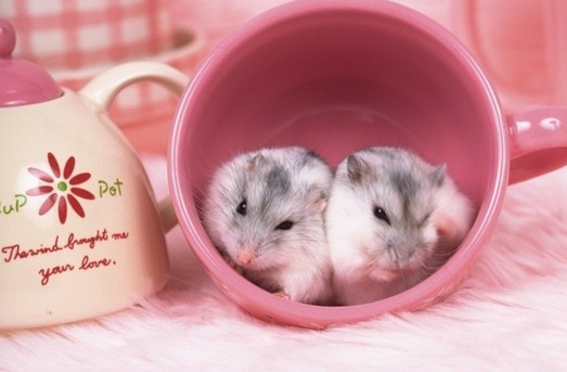 動物小了才可愛！超級萌的小動物