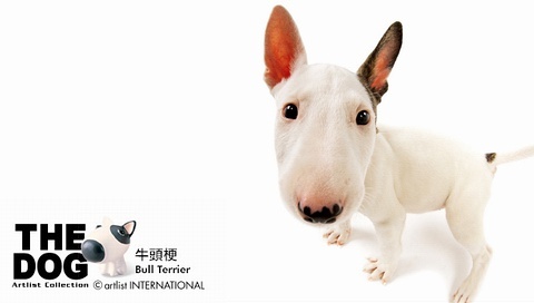 動(dòng)物小了才可愛！超級(jí)萌的小動(dòng)物