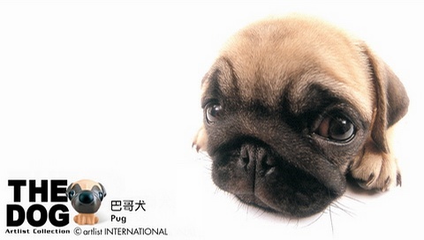 動物小了才可愛！超級萌的小動物