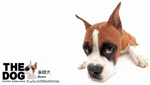 動物小了才可愛！超級萌的小動物