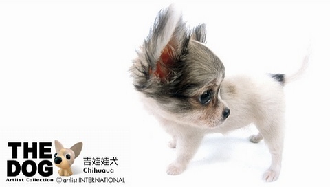 動物小了才可愛！超級萌的小動物