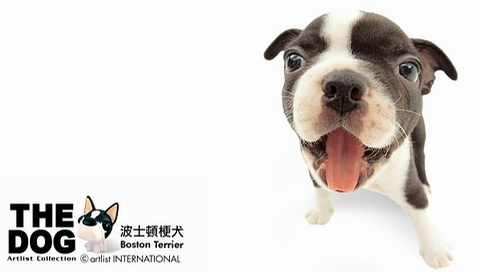 動物小了才可愛！超級萌的小動物