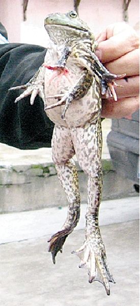 這只青蛙七條腿!(圖)