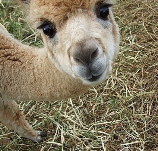 小動(dòng)物最萌瞬間