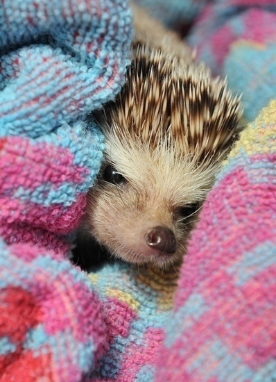 小動物最萌瞬間