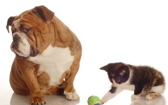 小動物最萌瞬間