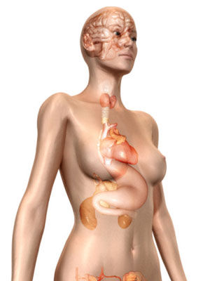 人老了哪些器官會“縮水”