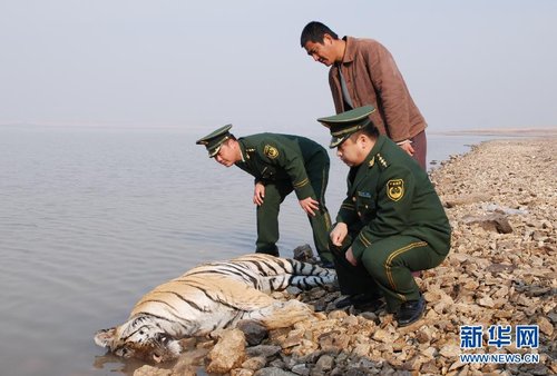 黑龍江發(fā)現(xiàn)疑似野生東北虎尸體 死因不詳(圖)