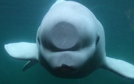 心情不好時看看這些趣圖吧