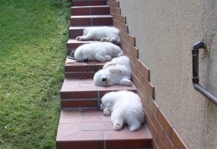 心情不好時(shí)看看這些趣圖吧