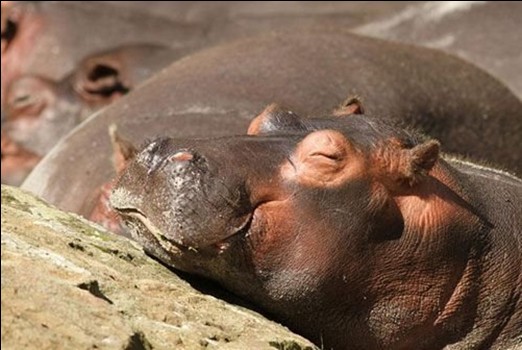 快瞧！動物如銷魂睡姿！