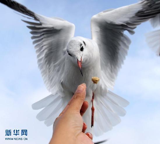 遷徙的鳥 飛行的姿態