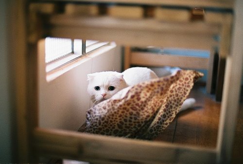 萌貓盤點 觸動你的心