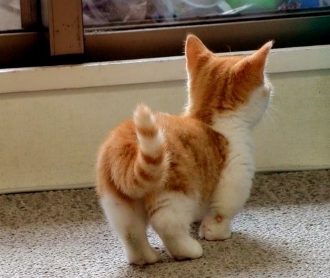 萌貓盤點 觸動你的心