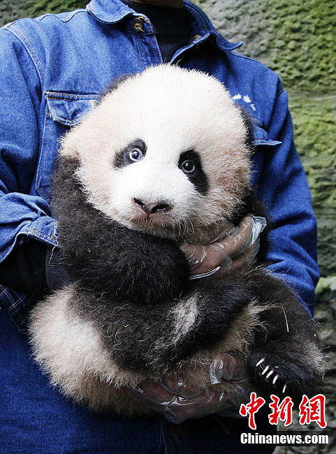 重慶大熊貓幼仔滿100天首次亮相“賣(mài)萌”(組圖)