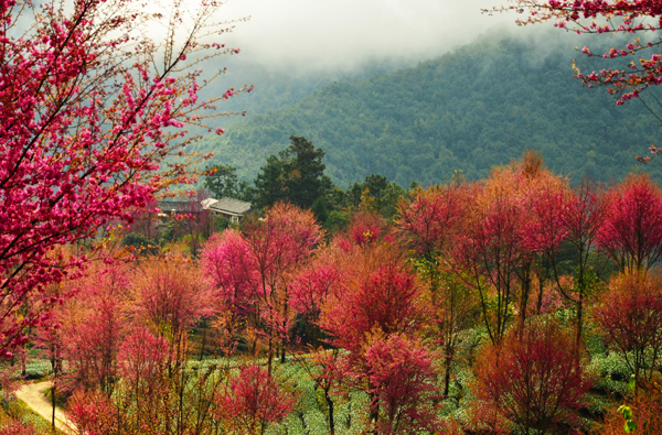 南澗無量山：冬日櫻花迷人眼