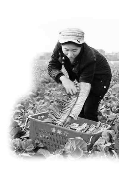 內地供港澳生活物資數量足 品質優