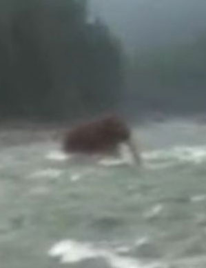 視頻曝俄遠東驚現史前動物 猛犸象復活?(圖)