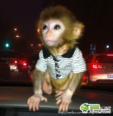 能買猴子當(dāng)寵物 人類已經(jīng)無法阻止網(wǎng)購了