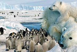 南極與北極十大差異：企鵝北極熊分居兩極