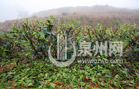 安溪南安遭遇百年不遇冰雹暴雨侵襲(圖)
