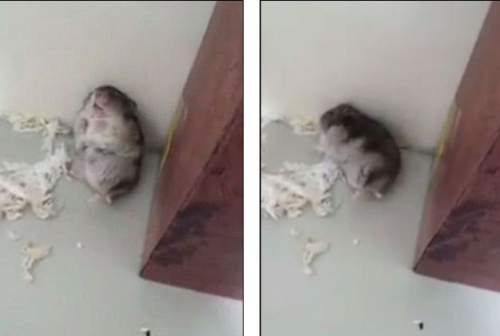 倉(cāng)鼠模仿被主人開槍打死 網(wǎng)友戲稱“影帝”