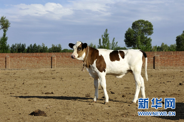 世界首例轉基因