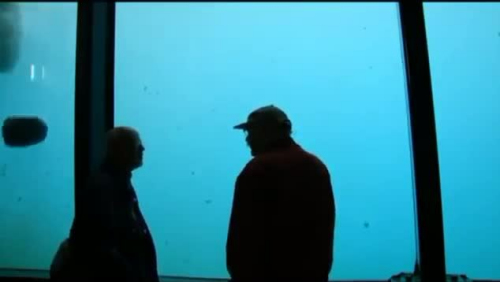 北極熊玩游戲扔石頭砸裂玻璃 游客受驚嚇(圖)