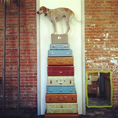 奇趣！動(dòng)物攝影:一只特立獨(dú)行的狗(組圖)